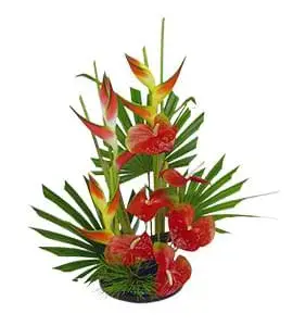 סחלב לבן אלגנטי